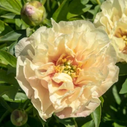 Paeonia 'Canary Brilliants' -UK Garden Plants Shop peony canary brilliants 1