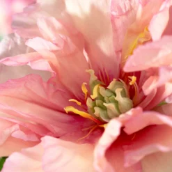 Paeonia 'Canary Brilliants' -UK Garden Plants Shop peony canary brilliants 3