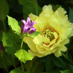 Paeonia 'Canary Brilliants' -UK Garden Plants Shop peony canary brilliants 5 scaled