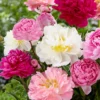 Peony Collection 'Colourburst' -UK Garden Plants Shop peony colourburst 0