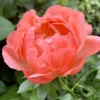 Paeonia 'Coral Charm' -UK Garden Plants Shop peony coral charm 0