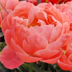 Paeonia 'Coral Charm' -UK Garden Plants Shop peony coral charm 1