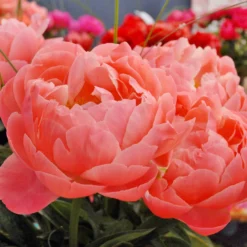 Paeonia 'Coral Charm' -UK Garden Plants Shop peony coral charm 2 scaled