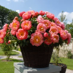 Paeonia 'Coral Charm' -UK Garden Plants Shop peony coral charm 4 scaled
