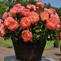 Paeonia 'Coral Charm' -UK Garden Plants Shop peony coral charm 5