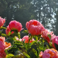 Paeonia 'Coral Charm' -UK Garden Plants Shop peony coral charm 6 scaled