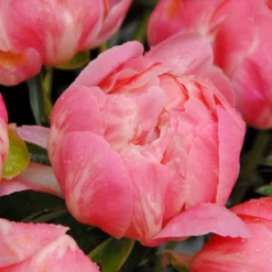 Paeonia 'Coral Charm' -UK Garden Plants Shop peony coral charm 7 scaled