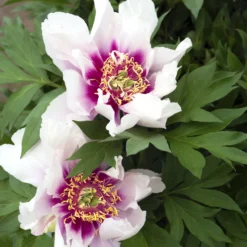 Paeonia 'Cora Louise' -UK Garden Plants Shop peony coral louise 1 scaled