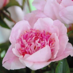 Paeonia 'Do Tell' -UK Garden Plants Shop peony do tell 2 scaled