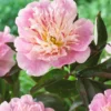 Paeonia 'Do Tell' -UK Garden Plants Shop peony do tell 3