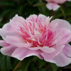Paeonia 'Do Tell' -UK Garden Plants Shop peony do tell 5