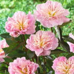 Paeonia 'Do Tell' -UK Garden Plants Shop peony do tell 6