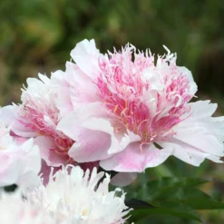 Paeonia 'Do Tell' -UK Garden Plants Shop peony do tell 7 scaled