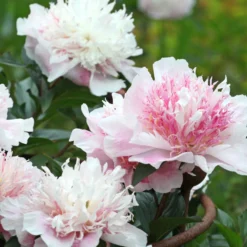 Paeonia 'Do Tell' -UK Garden Plants Shop peony do tell 8 scaled