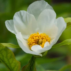 Paeonia Emodi -UK Garden Plants Shop peony emodi 1 scaled