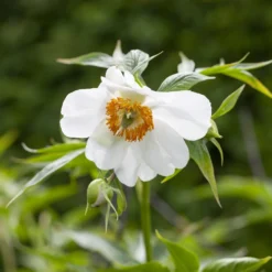 Paeonia Emodi -UK Garden Plants Shop peony emodi 2