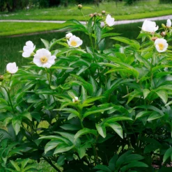 Paeonia Emodi -UK Garden Plants Shop peony emodi 4 scaled