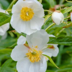 Paeonia Emodi -UK Garden Plants Shop peony emodi 5 scaled