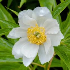 Paeonia Emodi -UK Garden Plants Shop peony emodi 6 scaled