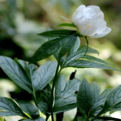 Paeonia Emodi -UK Garden Plants Shop peony emodi 7 scaled