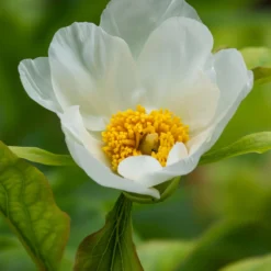 Paeonia Emodi -UK Garden Plants Shop peony emodi 8 scaled