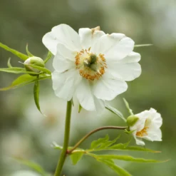 Paeonia Emodi -UK Garden Plants Shop peony emodi 9 scaled