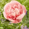 Paeonia 'Etched Salmon' -UK Garden Plants Shop peony etched salmon 1