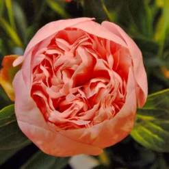 Paeonia 'Etched Salmon' -UK Garden Plants Shop peony etched salmon 2
