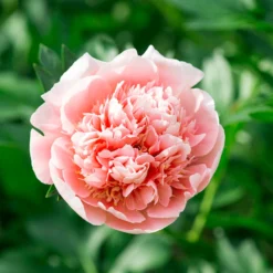 Paeonia 'Etched Salmon' -UK Garden Plants Shop peony etched salmon 3