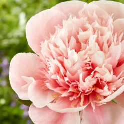 Paeonia 'Etched Salmon' -UK Garden Plants Shop peony etched salmon 4