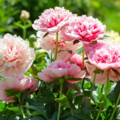 Paeonia 'Etched Salmon' -UK Garden Plants Shop peony etched salmon 5 scaled