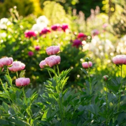 Paeonia 'Etched Salmon' -UK Garden Plants Shop peony etched salmon 6 scaled