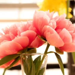 Paeonia 'Etched Salmon' -UK Garden Plants Shop peony etched salmon 7 scaled