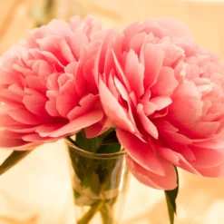 Paeonia 'Etched Salmon' -UK Garden Plants Shop peony etched salmon 8 scaled