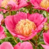 Paeonia 'Flame' -UK Garden Plants Shop peony flame 0