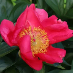 Paeonia 'Flame' -UK Garden Plants Shop peony flame 1 scaled
