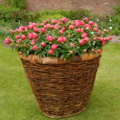 Paeonia 'Flame' -UK Garden Plants Shop peony flame 4