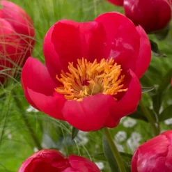 Paeonia 'Flame' -UK Garden Plants Shop peony flame 5
