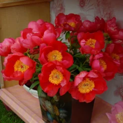 Paeonia 'Flame' -UK Garden Plants Shop peony flame 6