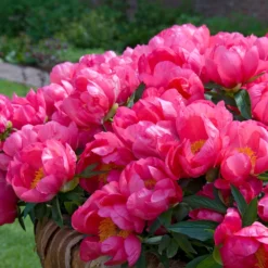 Paeonia 'Flame' -UK Garden Plants Shop peony flame 7