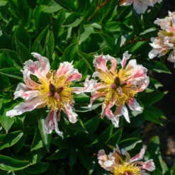 Paeonia 'Green Lotus' -UK Garden Plants Shop peony green lotus 1 scaled