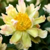 Paeonia 'Green Lotus' -UK Garden Plants Shop peony green lotus 2