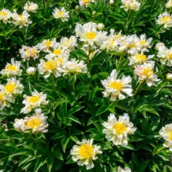 Paeonia 'Green Lotus' -UK Garden Plants Shop peony green lotus 5 scaled