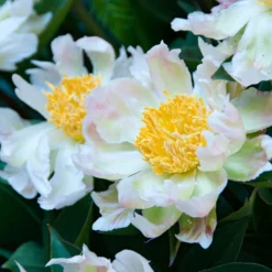 Paeonia 'Green Lotus' -UK Garden Plants Shop peony green lotus 7