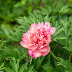 Paeonia 'Hillary' -UK Garden Plants Shop peony hillary 2 scaled