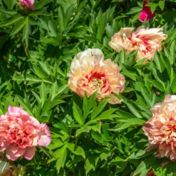 Paeonia 'Hillary' -UK Garden Plants Shop peony hillary 3 scaled