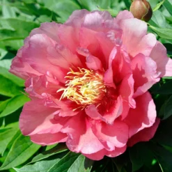 Paeonia 'Hillary' -UK Garden Plants Shop peony hillary 4