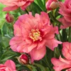 Paeonia 'Hillary' -UK Garden Plants Shop peony hillary 5