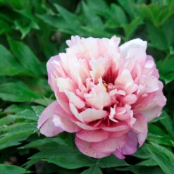 Paeonia 'Hillary' -UK Garden Plants Shop peony hillary 6