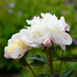 Paeonia 'Immaculée' -UK Garden Plants Shop peony immaculee 3 scaled